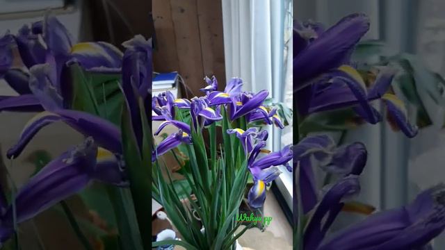 Iris (s-19) смотреть онлайн