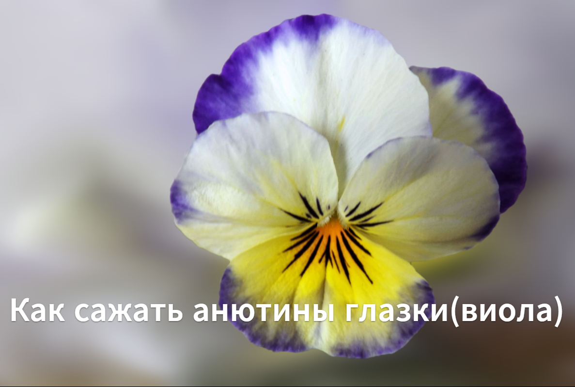 Как сажать анютины глазки(виола). Как вырастить анютины глазки(виолу)из семян.