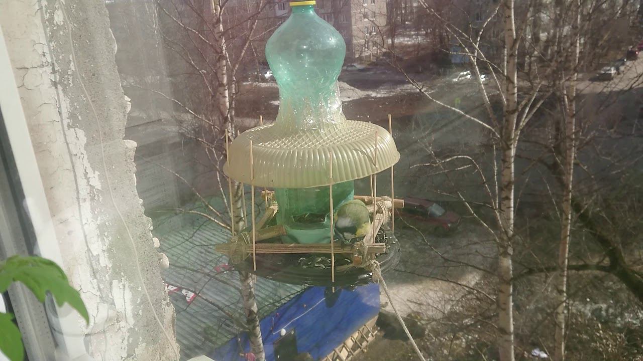 Синица на кормушке смотреть онлайн