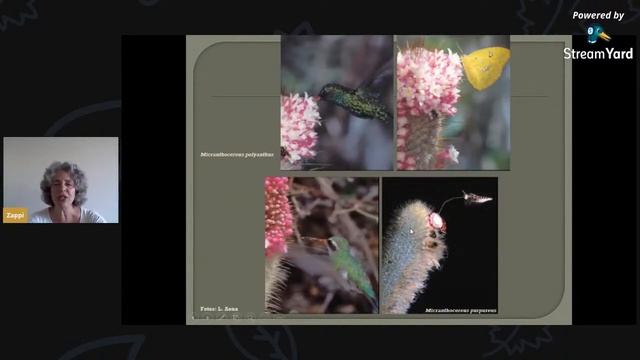 Cactaceae do Leste do Brasil com ênfase na Caatinga - Profa. Dra. Daniela Zappi смотреть онлайн