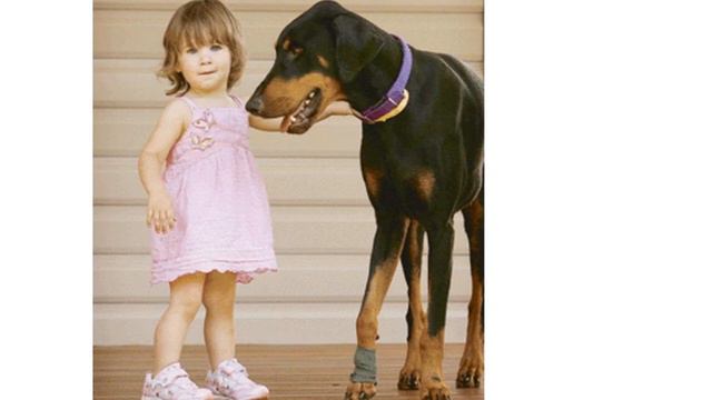 Взяли собаку из приюта. И вот что произошло. смотреть онлайн