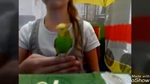 Дрессировка питомца/дрессировка волнистого попугая/трюки