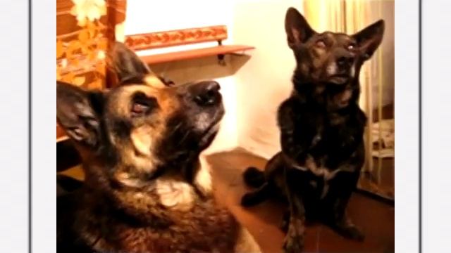 Как научить собаку петь.To teach a dog to sing смотреть онлайн