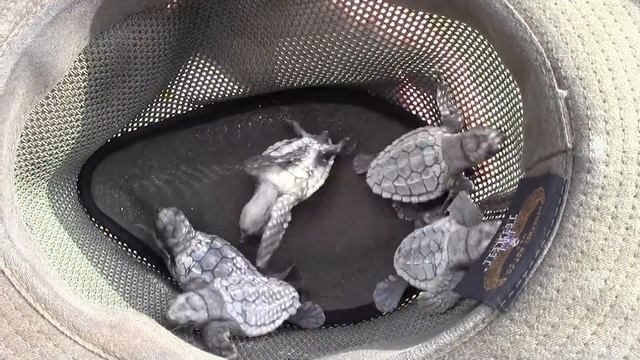 Loggerhead Sea Turtle Hatchling Rescue!!! смотреть онлайн