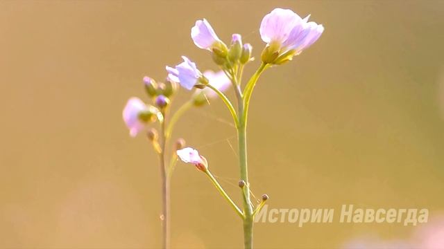 Богатый парень пригласил бедную девушку в ресторан, чтобы при всех высмеять, но официант решил… смотреть онлайн
