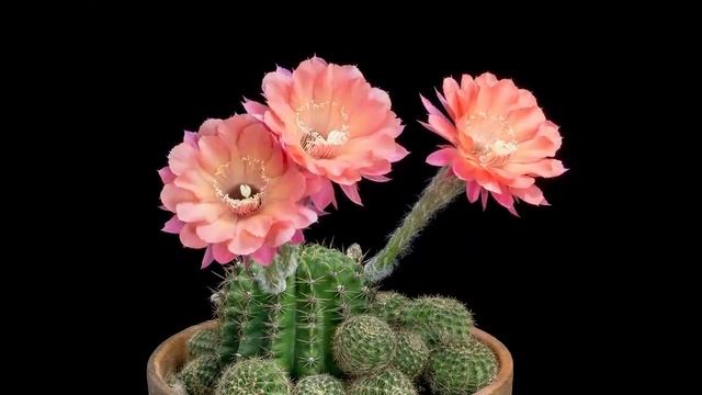 Как цветут кактусы смотреть онлайн