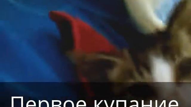 Первое купание кошки смотреть онлайн