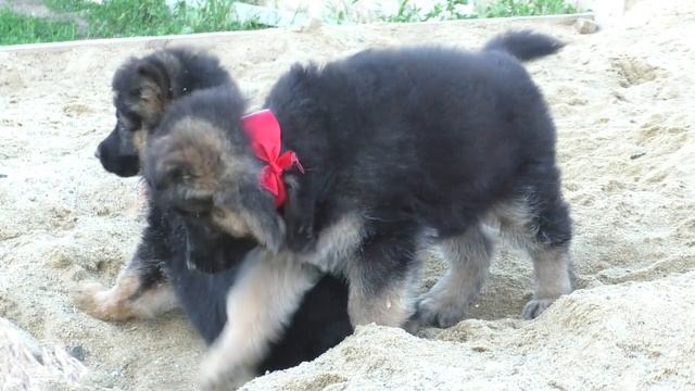 Щенки от Дольфа и Геры. Длинношерстные немецкие овчарки. Puppies long-haired German Shepherd. смотреть онлайн