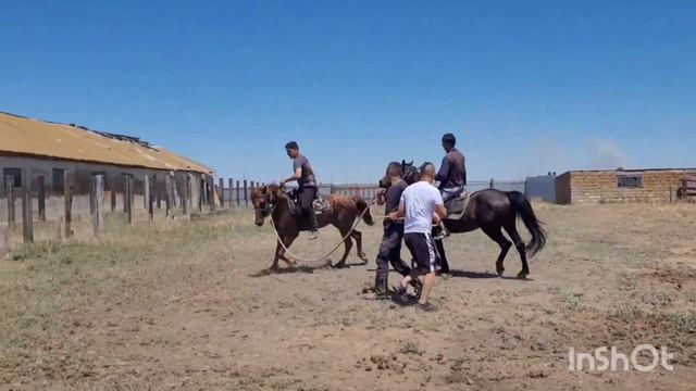 обучение лошади ,Калмыкия полное видео ) смотреть онлайн