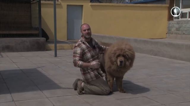 Планета собак. Тибетский мастиф смотреть онлайн