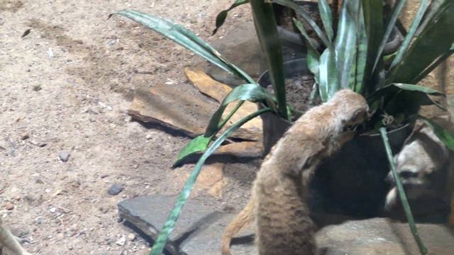 Детёныши сурикатов играют, СПБ ZOO, 2023-03-24 смотреть онлайн
