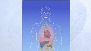 Структура тела человека. Анатомия человека