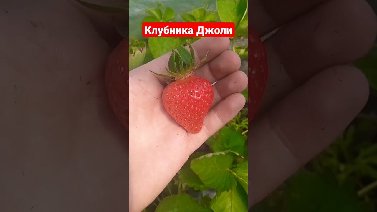 Клубника сорт Джоли #клубника #клубникабомба #огород смотреть онлайн