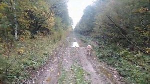 Охота на глухаря с лайкой. Рябчик, глухарь, тетерев. Тайга. 48 км пешком!! ЧАСТЬ 1 .