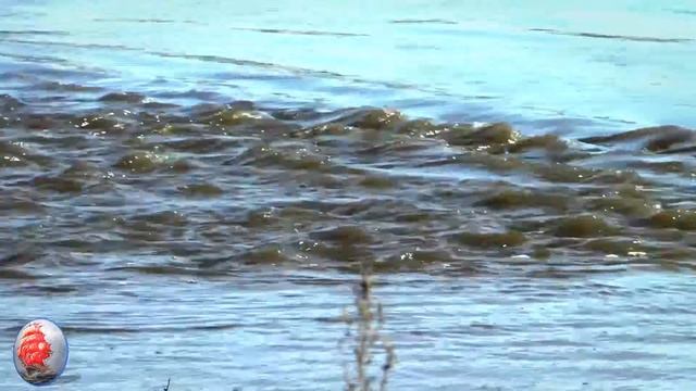 РАЗЛИВ р УПА д АЛЕКСЕЕВКА мост на п,БАРСУКИ 08 04 2018 г ТУЛА смотреть онлайн