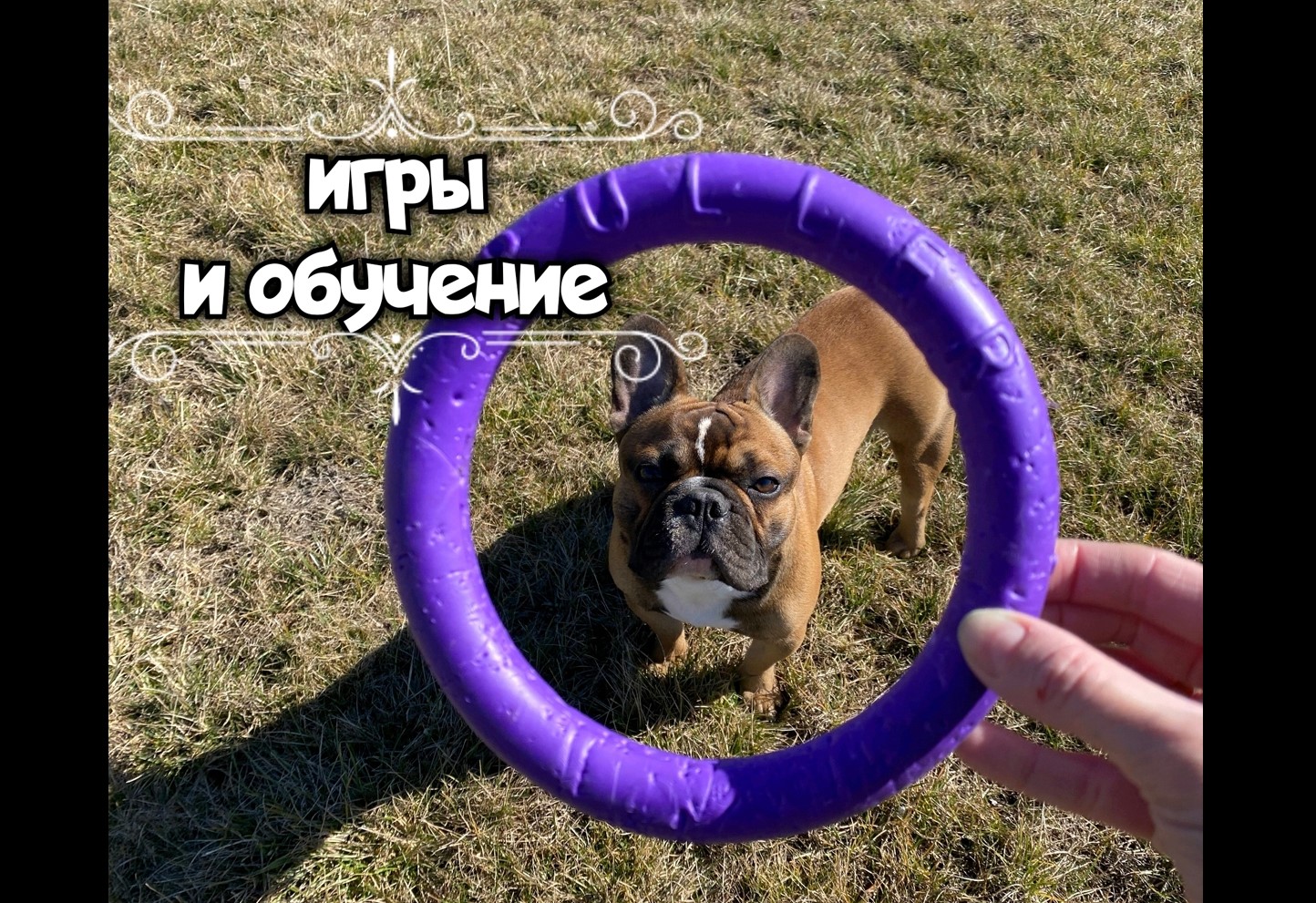 Игры и игрушки для французского бульдога. Обучение командам смотреть онлайн
