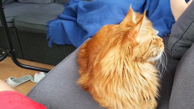 Брутальный мейн-кун Гарии во время дождя. смотреть онлайн