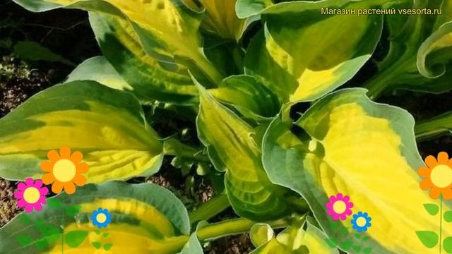 Хоста гибридная Форбидден Фруит. Краткий обзор, описание hosta hybridum Forbidden fruit смотреть онлайн