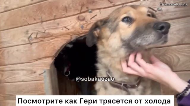 Гери ждет своего хозяина в приюте 8 лет… Проект Собака Юзао. Приют «Щербинка» смотреть онлайн