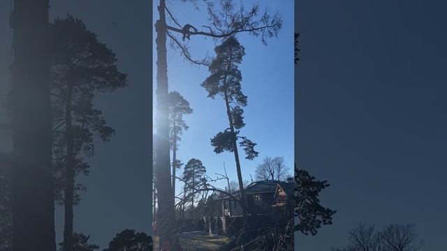 Спил дерева частями смотреть онлайн