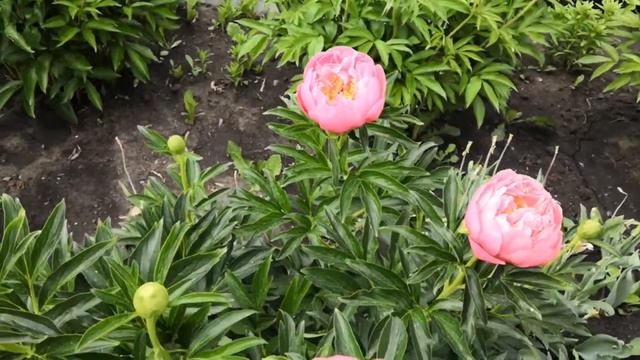 Пион Пинк Хавайян Коралл. Распускается первым в сезоне 2021.Западная Сибирь.1 июня. смотреть онлайн