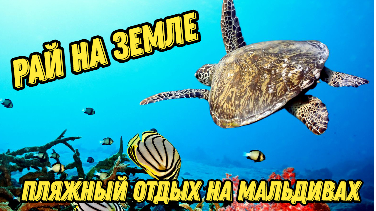 Рай на земле Пляжный отдых на Мальдивах для души и тела #мальдивы#отдых #путешествия #travel смотреть онлайн