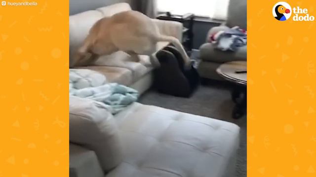 155-Pound Mastiff Falls In Love With His 5-Pound Chihuahua Sister | The Dodo смотреть онлайн