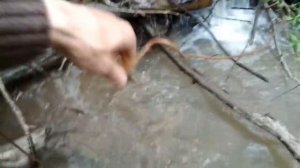 Медный ручей. Медь идёт на нерест.