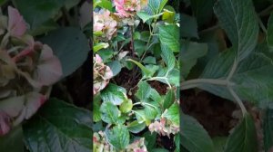 Гортензия крупнолистная Сибилла или Мася в октябре.