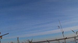 Охота на утку на Кубани