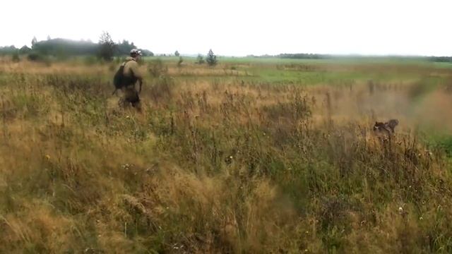 Охота на тетерева с легавой. Тетерева с картошкой. Охота на Охоту. смотреть онлайн