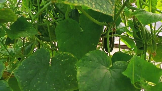 мои теплицы 2 смотреть онлайн