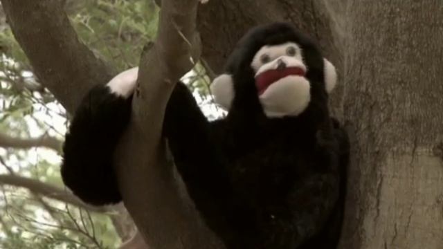 Monkeychetta entha ingane odunne | Excel VBS Song 2011 | Lyrics & Music Pr KA David смотреть онлайн