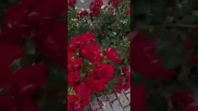 Розовые розы. Веселые ребята. Александр Добрынин смотреть онлайн