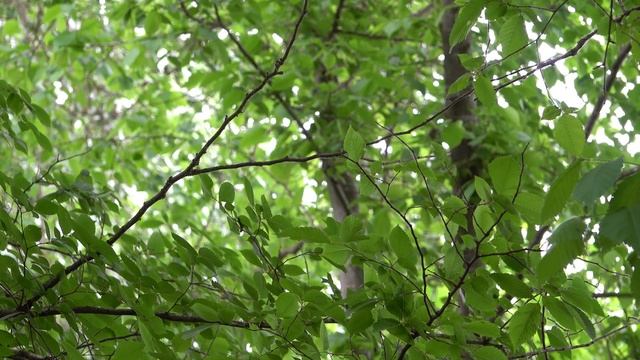 Необитаемый остров на Дунае. Лес. Голоса птиц. 4К видео релакс. Nature of the Danube island. смотреть онлайн