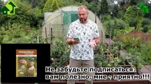 ТОМАТЫ и ПЕРЦЫ МИГОМ ПОКРАСНЕЮТ... ПРЯМО НА КУСТАХ! Простой и безопасный способ ускорения созревани
