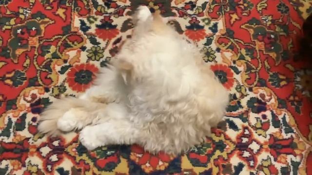 Кот Себастьян первый день на новом месте/Персидский экзотический кот смотреть онлайн