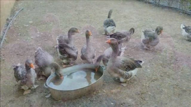 Разведение Тулузских гусей как бизнес идея | Тулузские гуси смотреть онлайн