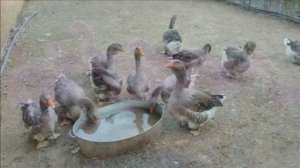 Разведение Тулузских гусей как бизнес идея | Тулузские гуси