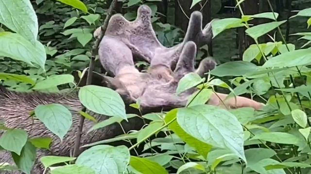 Прогулки по Москве. Лосиный Остров (Moscow walks. Elk (moose) Island) смотреть онлайн