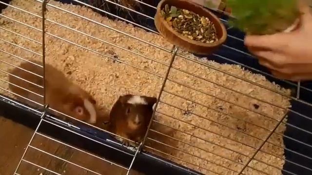 Svinki Family Blog:Зелень-трава для морских свинок смотреть онлайн