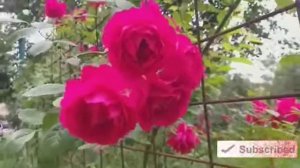 Акам билан маза килдик akaman maza kidik