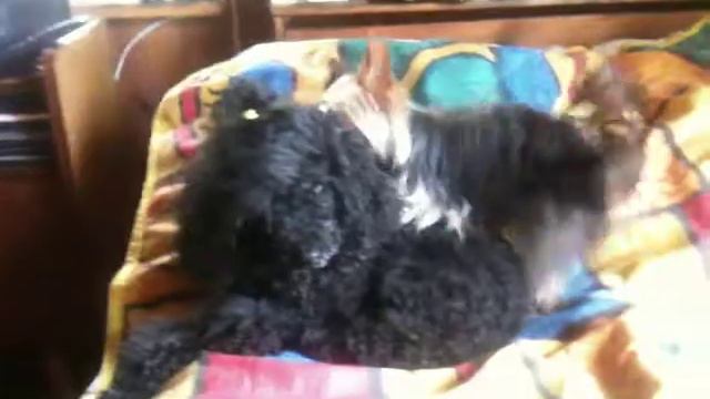 Любовь пуделя и йорка смотреть онлайн