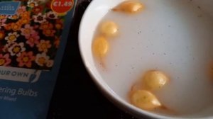 СПАРАКСИС -Подготовка луковиц к посадке ,как посадить спараксис весной