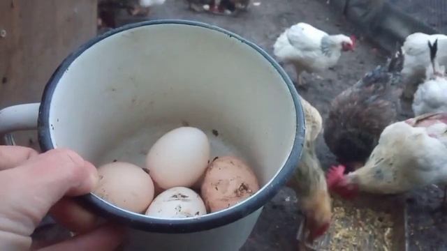 Секрет яйценоскости моих кур осенью!Кругом жалуются Куры не несутся!Что делать?Проблему надо решать смотреть онлайн