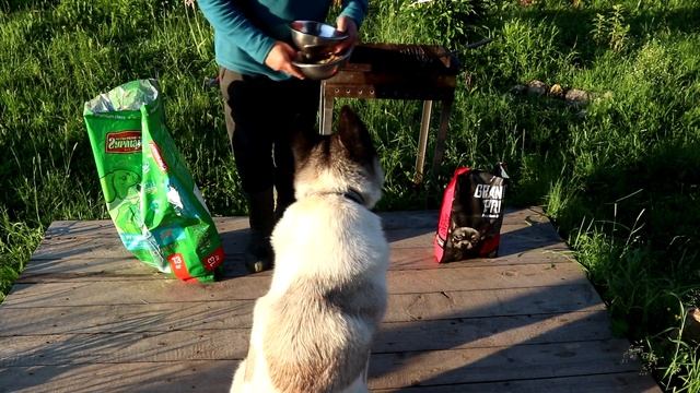Тестируем собакой сухие корма Четвероногий Гурман и Grand Prix small adult dog смотреть онлайн