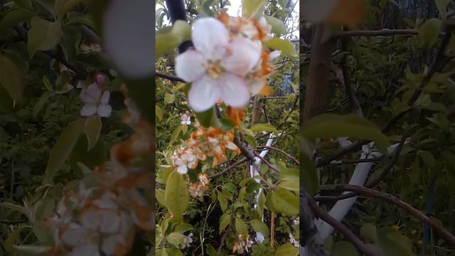 Заморозки в Тольятти смотреть онлайн