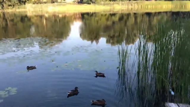 РЫБЫ ОГРОМНЕЕ УТОК/ Целые акулы в пруду смотреть онлайн