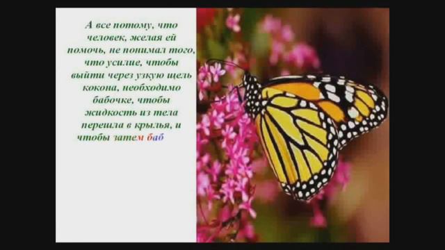 Урок бабочки или путь к успеху смотреть онлайн