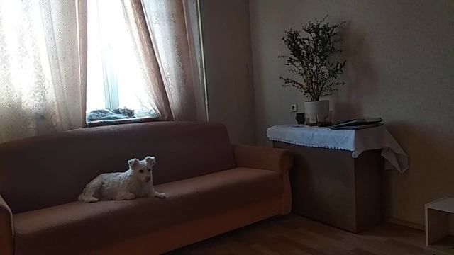 Как бы выгнать кошку, чтобы хозяйка не видела?))) смотреть онлайн